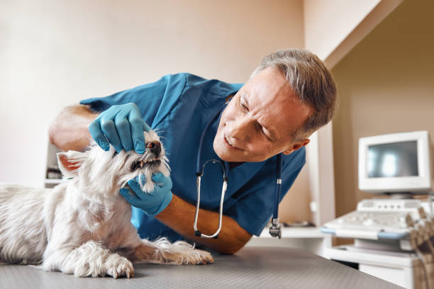 Best Emergency Dental Care for Abscessed Tooth in Rossvle, IL